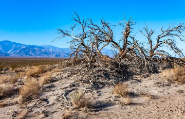 Ölüm Vadisi, Ölüm Vadisi Ulusal Parkı, Kaliforniya 'da gökyüzüne ve dağlara karşı kurumuş ağaç.