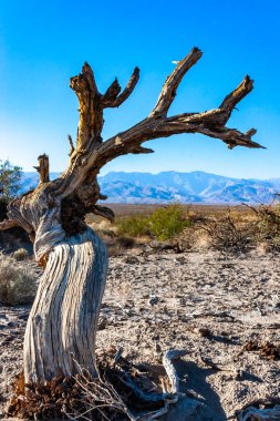 Ölüm Vadisi, Ölüm Vadisi Ulusal Parkı, Kaliforniya 'da gökyüzüne ve dağlara karşı kurumuş ağaç.
