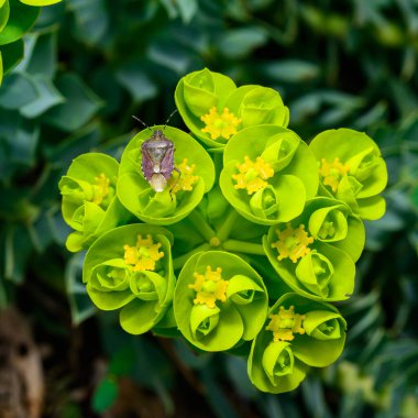 Sloe böceği ya da kıllı kalkan böceği (Dolycoris baccarum), bahçe otundaki bir böcek baharın başında Ukrayna 'da bahçede nektar toplar.