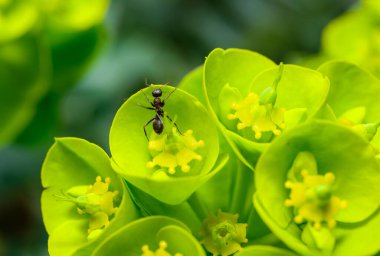 Small ants collect nectar on flowers of ornamental garden milkweed
