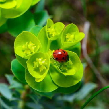 Çiçek mavisi bir mersin çiçeğinin üzerinde yiyen uğur böcekleri, geniş yapraklı glakus-spurge (Euphorbia myrsinites)