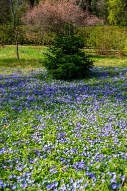 Cezayir menekşesi bitkiler Apocynaceae ailesindeki familyasından