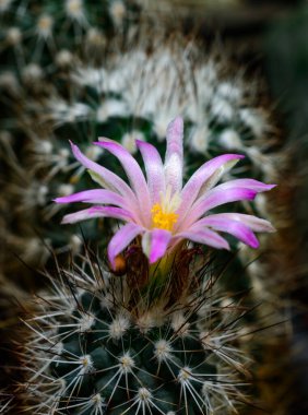 Mammillaria Sp., baharda pembe çiçeklerle açan bir kaktüsün yakın çekimi.