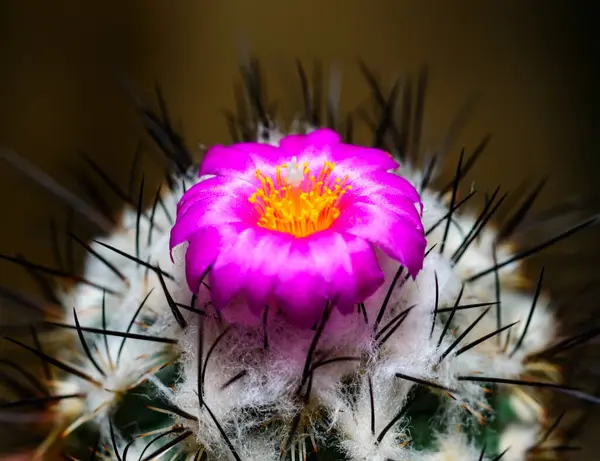 Stock image Mammillaria sp., close-up of a cactus blooming with pink flowers in spring