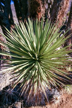 Joshua ağacı, palmiye ağacı yukkası (Yucca brevifolia), Sierra Nevada dağlarının yamaçlarında bulunan yukka ağaçları, Kaliforniya, ABD