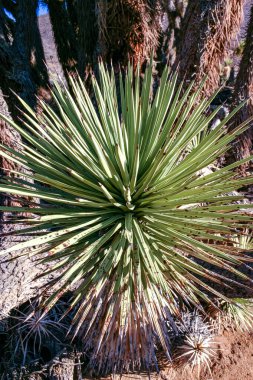 Joshua tree, palm tree yucca (Yucca brevifolia), thickets of yucca on the slopes of the Sierra Nevada mountains, California, USA clipart