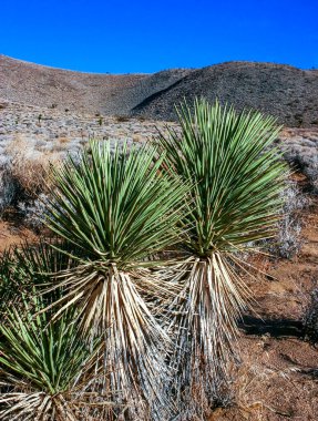 Joshua ağacı, palmiye ağacı yukkası (Yucca brevifolia), yukka çalıları ve Sierra Nevada dağlarının yamaçlarındaki diğer kuraklığa dayanıklı bitkiler, Kaliforniya, ABD