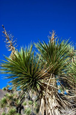 Joshua ağacı, palmiye ağacı yukkası (Yucca brevifolia), yukka çalıları ve Sierra Nevada dağlarının yamaçlarındaki diğer kuraklığa dayanıklı bitkiler, Kaliforniya, ABD
