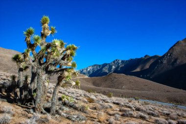Joshua tree, palm tree yucca (Yucca brevifolia), thickets of yucca and other drought-resistant plants on the slopes of the Sierra Nevada mountains, California, USA clipart