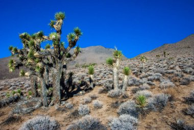 Joshua ağacı, palmiye ağacı yukkası (Yucca brevifolia), yukka çalıları ve Sierra Nevada dağlarının yamaçlarındaki diğer kuraklığa dayanıklı bitkiler, Kaliforniya, ABD