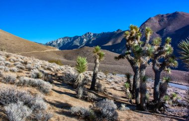 Joshua ağacı, palmiye ağacı yukkası (Yucca brevifolia), yukka çalıları ve Sierra Nevada dağlarının yamaçlarındaki diğer kuraklığa dayanıklı bitkiler, Kaliforniya, ABD