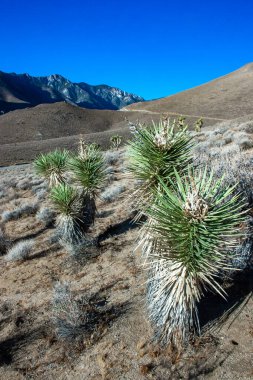 Joshua ağacı, palmiye ağacı yukkası (Yucca brevifolia), yukka çalıları ve Sierra Nevada dağlarının yamaçlarındaki diğer kuraklığa dayanıklı bitkiler, Kaliforniya, ABD