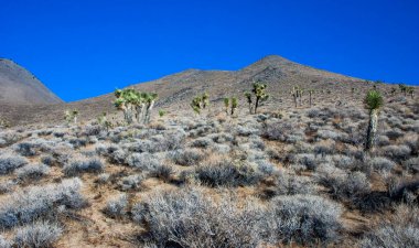 Joshua ağacı, palmiye ağacı yukkası (Yucca brevifolia), yukka çalıları ve Sierra Nevada dağlarının yamaçlarındaki diğer kuraklığa dayanıklı bitkiler, Kaliforniya, ABD
