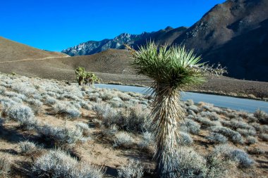 Joshua ağacı, palmiye ağacı yukkası (Yucca brevifolia), yukka çalıları ve Sierra Nevada dağlarının yamaçlarındaki diğer kuraklığa dayanıklı bitkiler, Kaliforniya, ABD