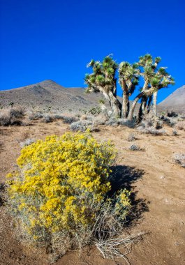 Joshua ağacı, palmiye ağacı yukkası (Yucca brevifolia), yukka çalıları ve Sierra Nevada dağlarının yamaçlarındaki diğer kuraklığa dayanıklı bitkiler, Kaliforniya, ABD