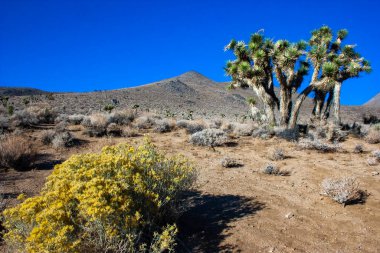 Joshua ağacı, palmiye ağacı yukkası (Yucca brevifolia), yukka çalıları ve Sierra Nevada dağlarının yamaçlarındaki diğer kuraklığa dayanıklı bitkiler, Kaliforniya, ABD