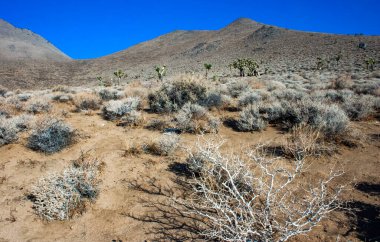 Joshua ağacı, palmiye ağacı yukkası (Yucca brevifolia), yukka çalıları ve Sierra Nevada dağlarının yamaçlarındaki diğer kuraklığa dayanıklı bitkiler, Kaliforniya, ABD