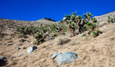 Joshua ağacı, palmiye ağacı yukkası (Yucca brevifolia), yukka çalıları ve Sierra Nevada dağlarının yamaçlarındaki diğer kuraklığa dayanıklı bitkiler, Kaliforniya, ABD