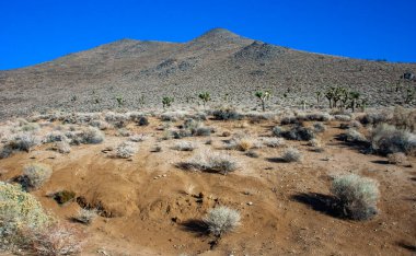 Joshua ağacı, palmiye ağacı yukkası (Yucca brevifolia), yukka çalıları ve Sierra Nevada dağlarının yamaçlarındaki diğer kuraklığa dayanıklı bitkiler, Kaliforniya, ABD