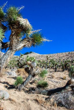 Joshua ağacı, palmiye ağacı yukkası (Yucca brevifolia), yukka çalıları ve Sierra Nevada dağlarının yamaçlarındaki diğer kuraklığa dayanıklı bitkiler, Kaliforniya, ABD