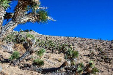 Joshua ağacı, palmiye ağacı yukkası (Yucca brevifolia), yukka çalıları ve Sierra Nevada dağlarının yamaçlarındaki diğer kuraklığa dayanıklı bitkiler, Kaliforniya, ABD