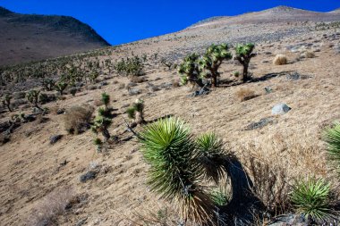 Joshua ağacı, palmiye ağacı yukkası (Yucca brevifolia), yukka çalıları ve Sierra Nevada dağlarının yamaçlarındaki diğer kuraklığa dayanıklı bitkiler, Kaliforniya, ABD