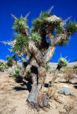 Joshua ağacı, palmiye ağacı yukkası (Yucca brevifolia), yukka çalıları ve Sierra Nevada dağlarının yamaçlarındaki diğer kuraklığa dayanıklı bitkiler, Kaliforniya, ABD