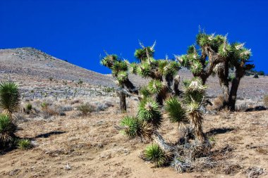 Joshua ağacı, palmiye ağacı yukkası (Yucca brevifolia), yukka çalıları ve Sierra Nevada dağlarının yamaçlarındaki diğer kuraklığa dayanıklı bitkiler, Kaliforniya, ABD