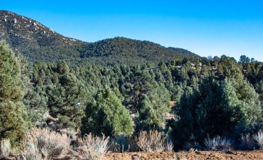 Yalnız çam ağaçları ve diğer dağ bitkileri Sierra Nevada Dağları, Kaliforniya, ABD geçidinde dağın kil ve taş kayaları üzerinde.