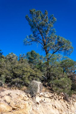 Kozalaklı ağaçlar ve diğer kuraklığa dayanıklı bitkiler Sierra Nevada Dağları, Kaliforniya, ABD 'deki geçitteki dağın kil ve taş kayalarında yetişir.