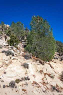 Kozalaklı ağaçlar ve diğer kuraklığa dayanıklı bitkiler Sierra Nevada Dağları, Kaliforniya, ABD 'deki geçitteki dağın kil ve taş kayalarında yetişir.