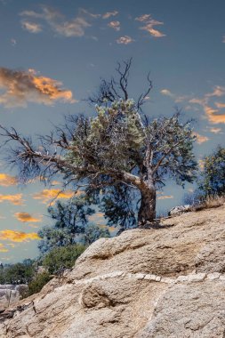 Kozalaklı ağaçlar ve diğer kuraklığa dayanıklı bitkiler Sierra Nevada Dağları, Kaliforniya, ABD 'deki geçitteki dağın kil ve taş kayalarında yetişir.