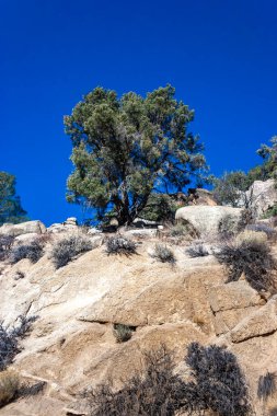 Kozalaklı ağaçlar ve diğer kuraklığa dayanıklı bitkiler Sierra Nevada Dağları, Kaliforniya, ABD 'deki geçitteki dağın kil ve taş kayalarında yetişir.