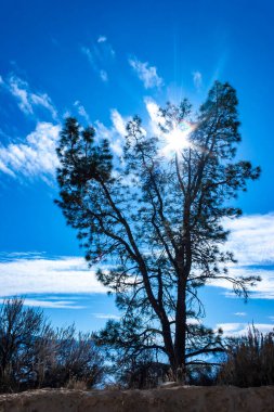 Güneşin karşısındaki dağlarda kayalıklardaki kozalaklı çam ağaçları, Sierra Nevada dağ geçidi, ABD