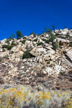 Kozalaklı ağaçlar ve diğer kuraklığa dayanıklı bitkiler Sierra Nevada Dağları, Kaliforniya, ABD 'deki geçitteki dağın kil ve taş kayalarında yetişir.