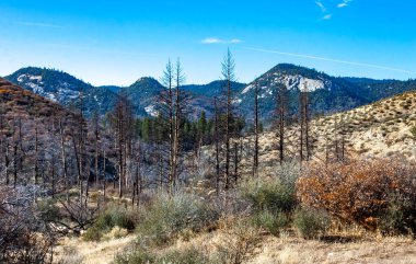 Kaliforniya 'daki Sequoia Ulusal Parkı girişinde bir çam yangınında. Sierra Nevada, ABD 'nin batısında yer alan bir dağ silsilesidir.