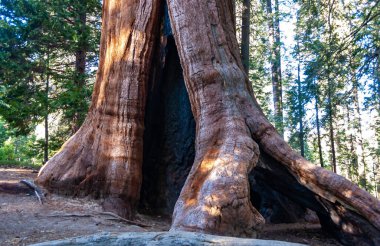 Giant Sequoia trees (Sequoiadendron giganteum) in Sequoia National Park, California, USA clipart