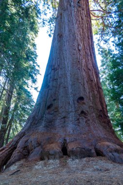 Dev Sekoya ağaçları (sequoiadendron giganteum) Sequoia National Park, Kaliforniya, ABD