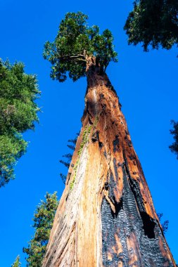 Dev Sekoya ağaçları (sequoiadendron giganteum) Sequoia National Park, Kaliforniya, ABD