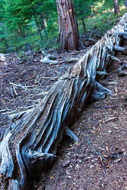 Sequoia Ulusal Parkı, Kaliforniya, ABD 'de Devasa Sekoya ağaçları (Sequoiadendron giganteum) devrilmiş ölü ağaç