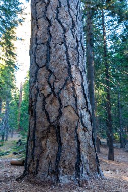 Dev bir çam ağacının gövdesi. Sequoia Ulusal Parkı, Kaliforniya, ABD