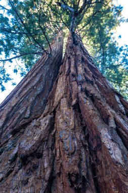 Dev Sekoya ağaçları (sequoiadendron giganteum) Sequoia National Park, Kaliforniya, ABD