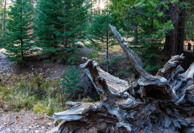 Sequoia Ulusal Parkı, Kaliforniya, ABD 'de Devasa Sekoya ağaçları (Sequoiadendron giganteum) devrilmiş ölü ağaç