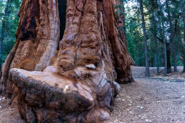 Dev Sekoya ağaçları (sequoiadendron giganteum) Sequoia National Park, Kaliforniya, ABD