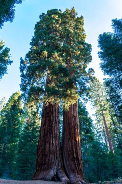 Dev Sekoya ağaçları (sequoiadendron giganteum) Sequoia National Park, Kaliforniya, ABD