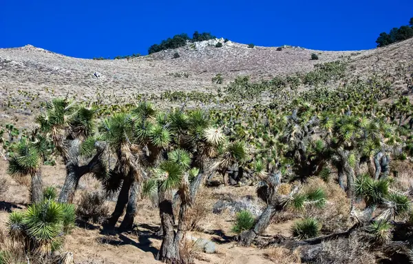 stock image Joshua tree, palm tree yucca (Yucca brevifolia), thickets of yucca and other drought-resistant plants on the slopes of the Sierra Nevada mountains, California, USA