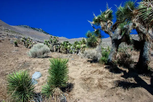 stock image Joshua tree, palm tree yucca (Yucca brevifolia), thickets of yucca and other drought-resistant plants on the slopes of the Sierra Nevada mountains, California, USA