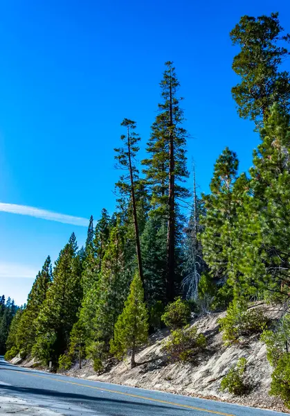 Sequoia Ulusal Parkı, Kaliforniya 'da dev sekoya ormanlarında gökyüzüne karşı dev bir çam ağacı.