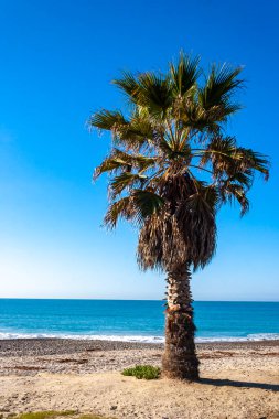 Phoenix kanaryası - Pasifik Okyanusu, Kaliforniya 'daki Catalina Adası' nda büyük bir hurma palmiyesi