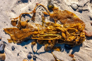 Brown algae Macrocystis pyrifera washed ashore during a storm, Santa Catalina Island, California clipart